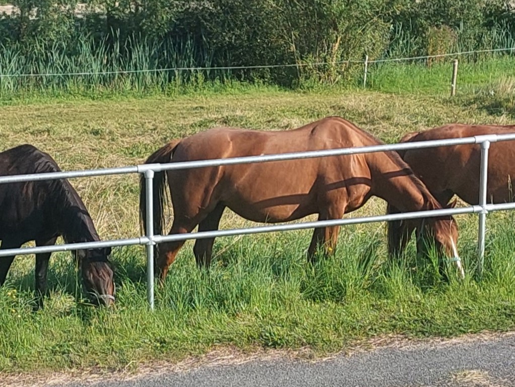 Kattenbestendige
